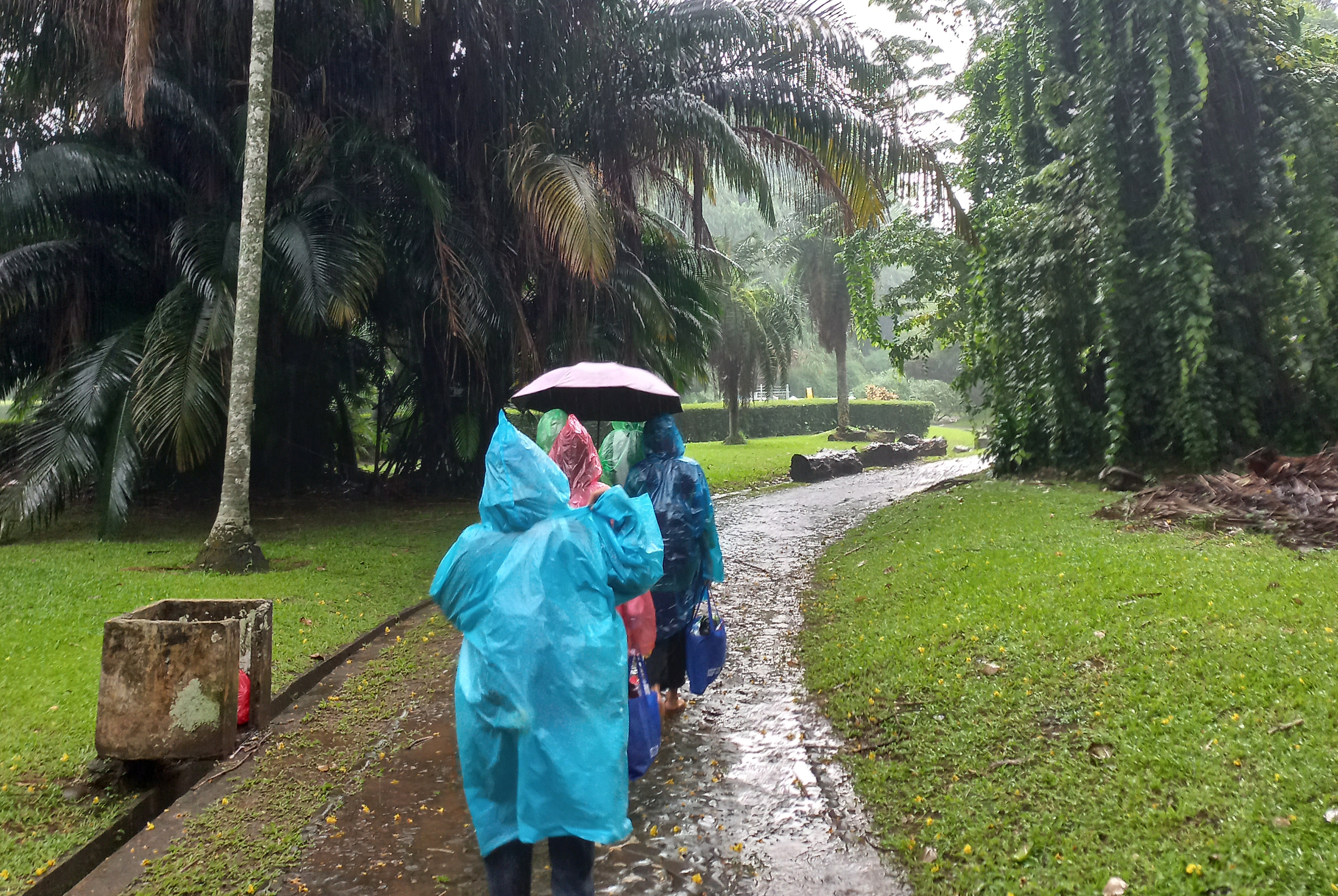 Hujan Sore itu di Kebon Raya Bogor